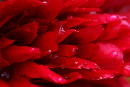Close-up of the petals of a red peony with raindrops