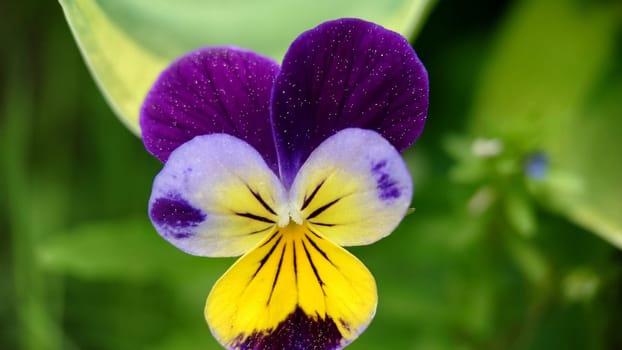 Macrophotography.Flower Pansies blooming in the garden.Texture or background