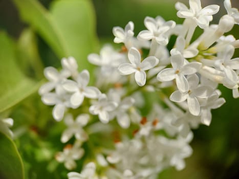 Background image of lilac with small white flowers in close-up. .Macrophotography.Texture or background