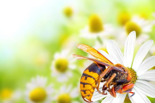 A European Hornet (Vespa crabro) on blossom of flower.