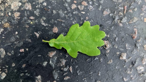 Macrophotography.Close-up. A wet green oak leaf lying on the asphalt on the street.Texture or background