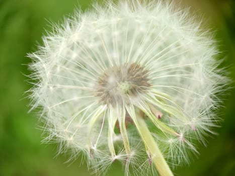 Macrophotography.Closed dandelion bud. White dandelion flowers in green grass.Texture or background