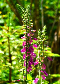 Foxglove Digitalis purpurea in the garden