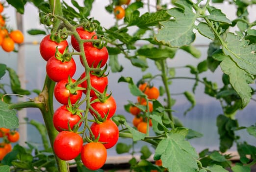 Close up of red ripe cherry tomatoes on the plant in greenhouse organic garden