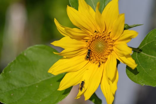 Two wasps sitting with an ant on a yellow sunflower