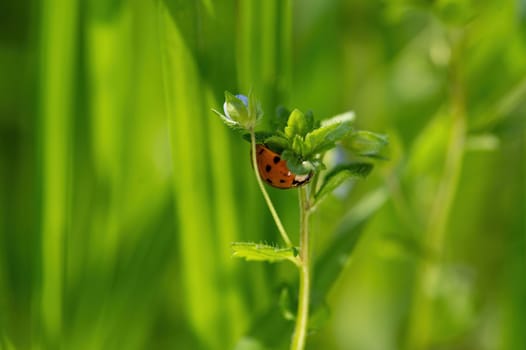 Ladybird ( Coccinellidae ) on plant in green nature with many copy space