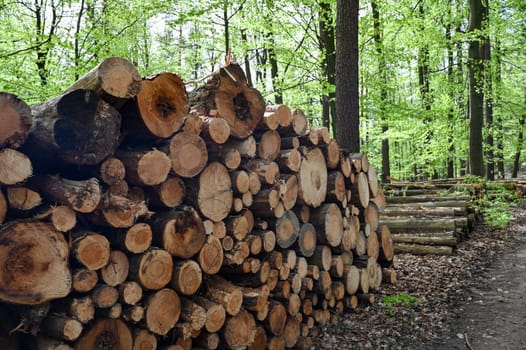 Stack of wood for fire stoves in a forest