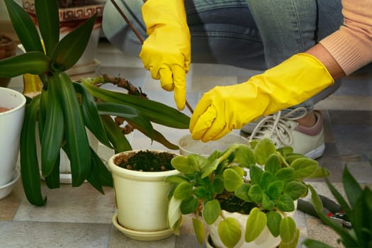 Gardeners hand in yellow gloves transplanting plant into a new pot. woman taking care of home plants. Home gardening.