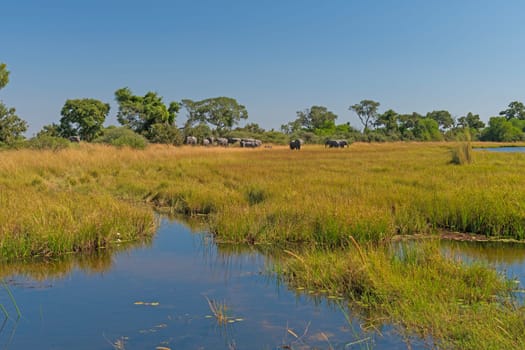 Elephant Herd in the Wetlands of the Okavngo Delta in Botswana