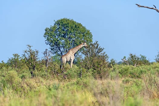 Giraffe Feeding on the Bushes in the Okavango Delta in Botswana