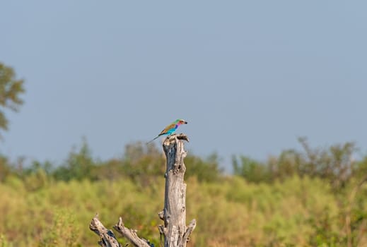 Lilac Breasted Roller Eating a Bug in the Okavango Delta in Botswana
