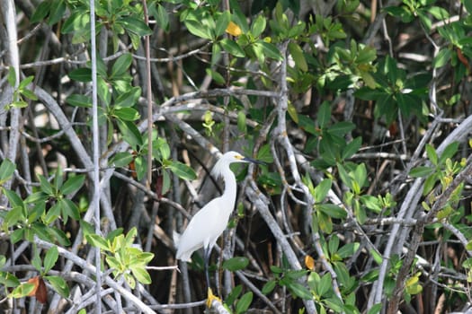 A white egret standing among mangrove trees.