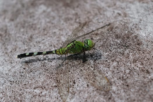 Close-up of a green dragonfly resting on a textured stone surface.