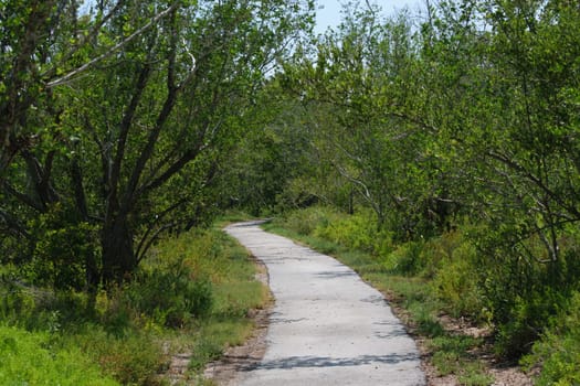 A narrow concrete path winding through a dense forest with lush green trees and bushes on both sides.