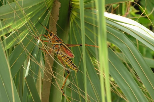A colorful grasshopper perched on the leaves of a plant.