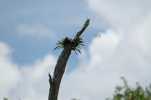 A single orchid plant growing on a dead tree branch against a cloudy sky.