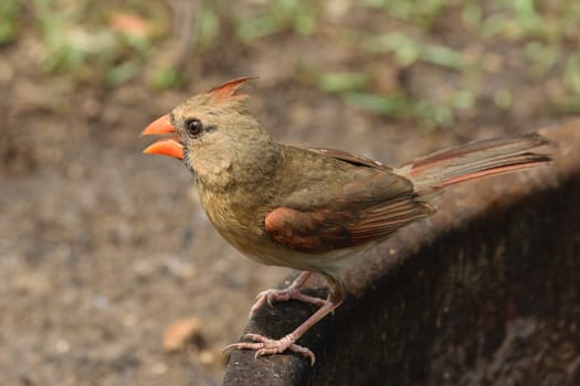 A female Northern Cardinal bird perched on a rusty metal surface with a blurred natural background.