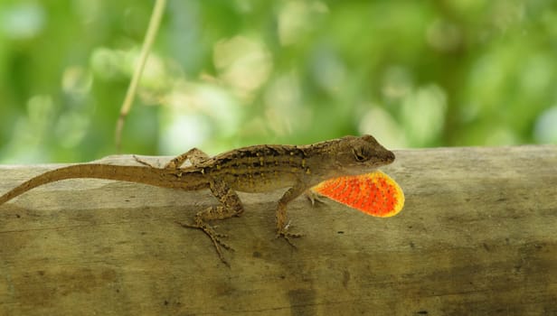 A small brown lizard with an extended bright orange throat fan, perched on a wooden surface with a blurred green background.
