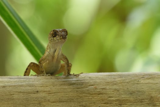 A small lizard perched on a wooden branch with a blurred green background.