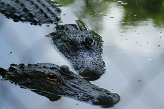 Two alligators partially submerged in water with reflections of trees on the surface.