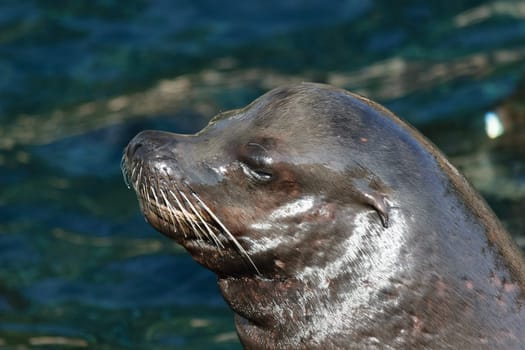 Close-up of a sea lion's head with eyes closed, whiskers visible, and water in the background.