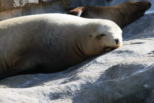 Two sea lions cuddling and interacting with each other on a rocky shore.Two sea lions resting on rocks in the sunlight. The sea lions appear relaxed and are lying close to each other.