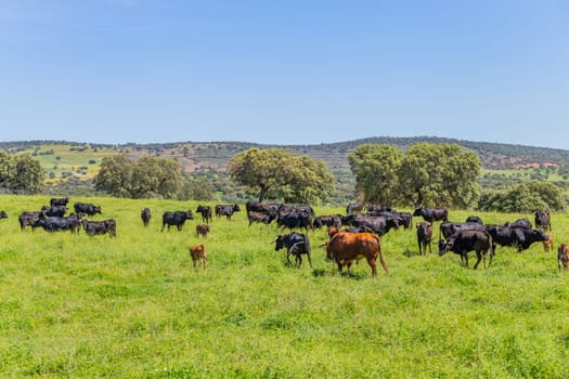 Black bulls in a bull farm (for bullfights) near Granada, Andalucia, Spain