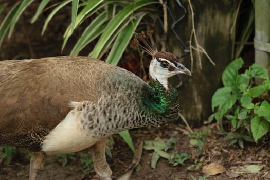 A close-up of a peahen walking on the ground near some green plants. The bird has brown and green feathers and a small crest on its head.