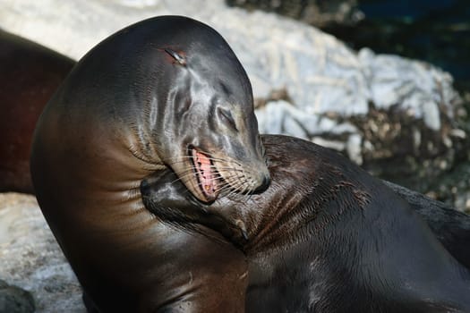 Two sea lions cuddling and interacting with each other on a rocky shore.