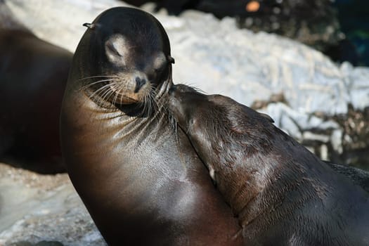 Two sea lions interacting closely, one appearing to nuzzle the other. They are on a rocky surface with water in the background.