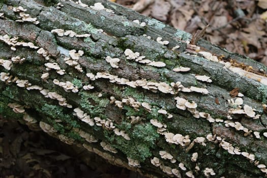 A close-up of a fallen tree trunk covered with small white fungi and green moss in a forest setting. The background is filled with dry leaves.