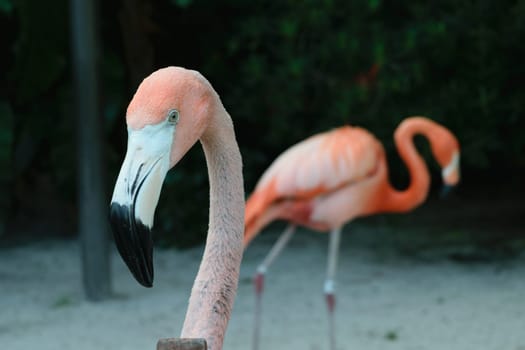 Close-up of a flamingo with another flamingo in the background, standing on sandy ground with green foliage.