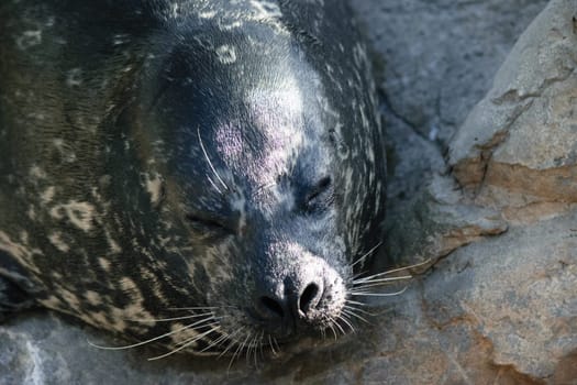 Close-up of a seal resting on a rocky surface with its eyes closed.