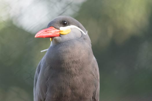 Close-up of a bird with a red beak, white mustache-like feathers, and dark plumage.