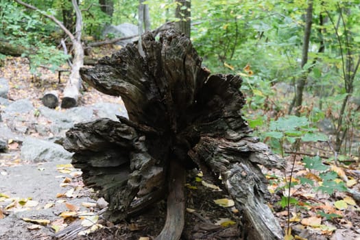 A close-up view of a large, weathered tree stump in a forest. The stump is surrounded by green foliage and fallen leaves, indicating an autumn setting.