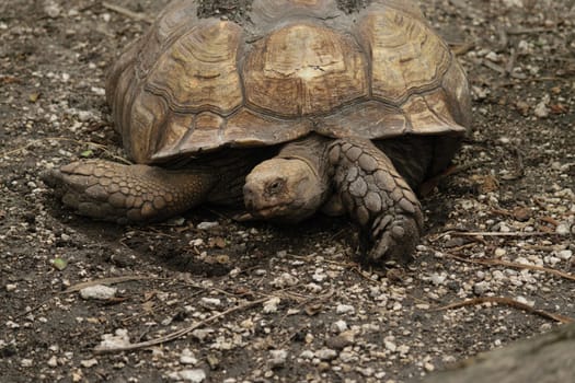 A large tortoise resting on a dirt ground with a weathered shell and rough skin.