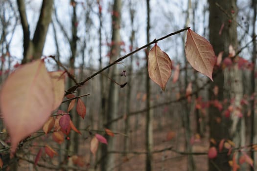Close-up of autumn leaves on a branch in a forest with bare trees in the background.