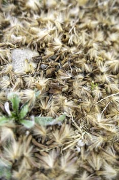 Detail of pollen and tree fluff on a spring day