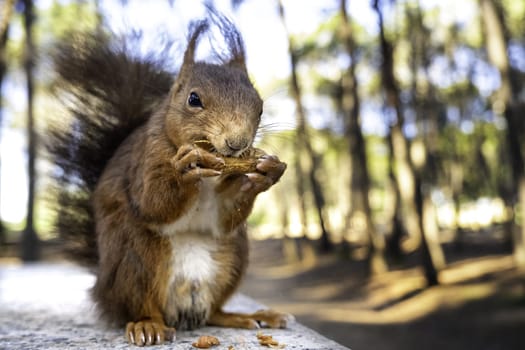 Detail of wild mammal animal eating in nature