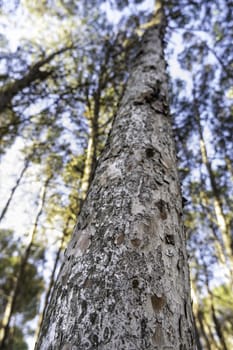 Detail of forest on a mountain in a forest in Spain, nature