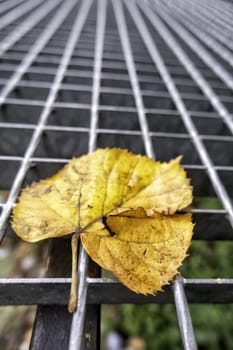 Detail of fallen leaf on a cold winter day in the forest