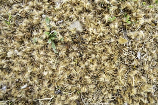 Detail of pollen and tree fluff on a spring day