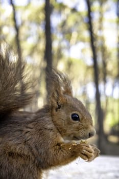 Detail of wild mammal animal eating in nature