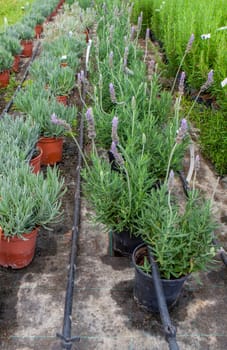 Lane for the reproduction of plants in a nursery. Young trees rows