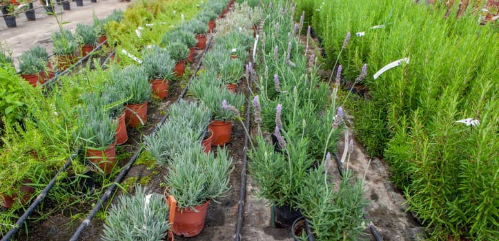 Lane for the reproduction of plants in a nursery. Young trees rows