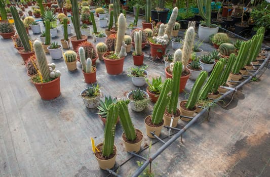 Lane for the reproduction of plants in a nursery. Cacti and succulents, xeriscape