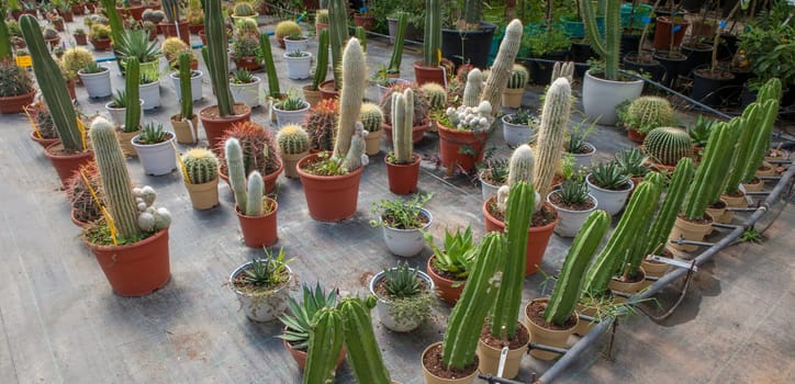 Lane for the reproduction of plants in a nursery. Cacti and succulents, xeriscape