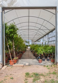 Lane for the reproduction of plants in a nursery. Citrus greenhouse door