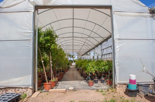 Lane for the reproduction of plants in a nursery. Citrus greenhouse door