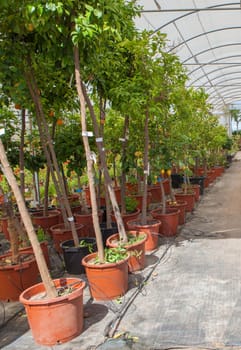 Lane for the reproduction of plants in a nursery. Citrus greenhouse